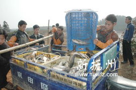 崇仁縣 多措并舉推動畜牧漁業與飼料產業協同發展