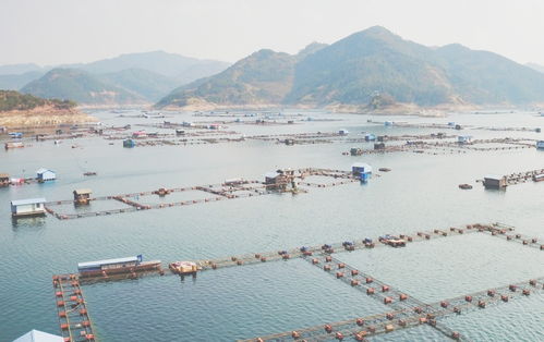 水清河暢貴州興義萬(wàn)峰湖 生態(tài)畜牧業(yè)釋放綠色紅利